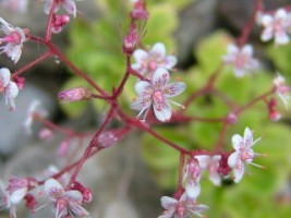 St. Patrick's Cabbage (Saxifraga spathularis), Roscrea Friary