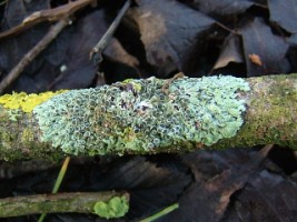 Possibly Physcia aipolia, Corrib Walk next to NUI, Galway