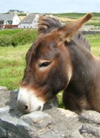 A friendly donkey in Doolin, Co. Clare