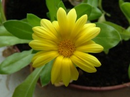 Calendula Marigold (calendula officinalis) in a pot in the friary, Ennis