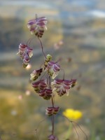 Quaking Grass (Briza media), Galway City