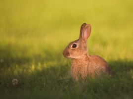 A rabbit in a field in Scarva, Craigavon, Co. Armagh - Photo by Adrian McGrath