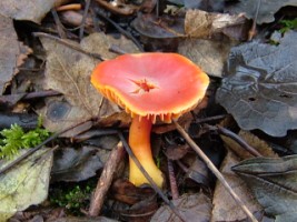 Mushroom in Killarney National Park, Co. Kerry