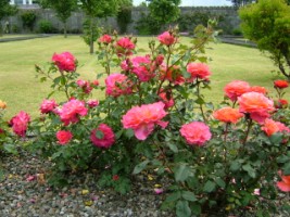 Red Roses, Friary garden, Ennis, Co. Clare