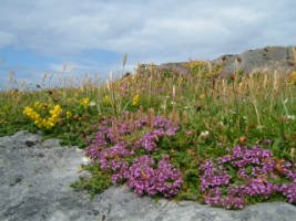 Burren bees feed on a rich flora to produce a rich tasting honey