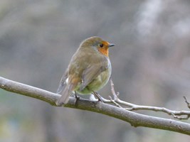 A Robin in Merrion Square, Dublin