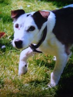 Our family dog, Sceolan, 1993 - 2011
