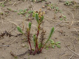 Sea Spurge on the beach in Portmarnock, Co. Dublin