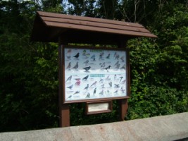 A bird chart to help visitors identify the birds that nest in the area, Kilnalahin Abbey, Abbey, Co. Galway  