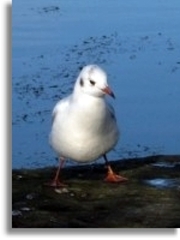 Black-headed Gull (Chroicocephalus ridibundus) next to site of medieval friary, Galway city