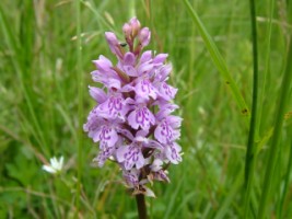 Orchid, Holy Island, Lough Derg, Co. Clare