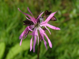 Ragged Robin (Lychnis flos-cuculi), Ennis, Co. Clare