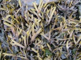 Horned Wrack (Fucus ceranoides) on the shore next to Donegal Friary, Co. Donegal