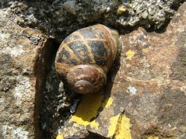 Snail, Lislaughtin Friary, Co. Kerry