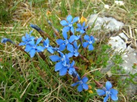 Spring Gentians, Burren, Co. Clare