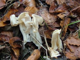 White Helvella ( Helvella crispa) fungus, Lees Road Wood, Ennis, Co. Clare