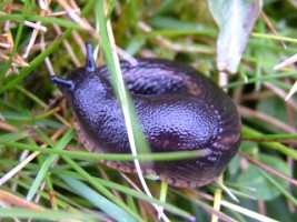 A slug in the Burren, Co. Clare 