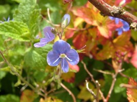 A speedwell growing amongst the ruins of Kilnalahin Abbey