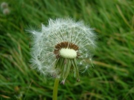 Dandelion near Spiddal, Co. Galway