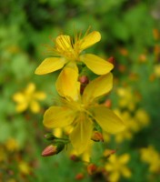 St. John's Wort, Lees Road Wood, Ennis, Co. Clare