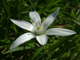 Star-of-Bethlehem (Ornithogalum angustifolium), San Damiano, Assisi