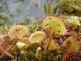 Round-leaved Sundew growing in a bog, photograph by IPCC