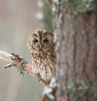 A tawny owl fairly numerous in Britain & Europe. Photo by Adrian McGrath