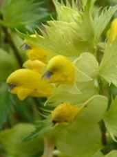 A close up of Yellow Rattle, Stoutenburg, Netherlands