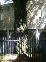 The old yew in the centre of the cloister at Muckross Friary, Co. Kerry