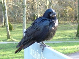 A young rook at Killarney National Park, Co. Kerry